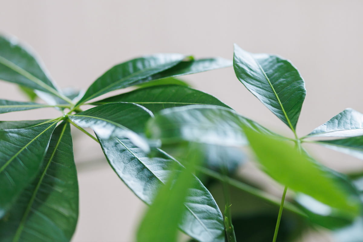 植栽のアップ写真